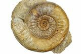 Jurassic Ammonite (Stephanoceras) Fossil - France #334768-1